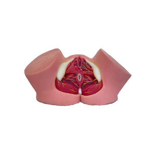 Modelo anatómico de pelvis - TA 02 - MeiWo Science - de formación / femenino / hidrogel