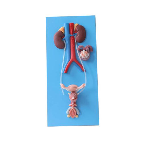 Modelo anatómico de sistema urinario - US 02 - MeiWo Science - de formación / femenino / hidrogel
