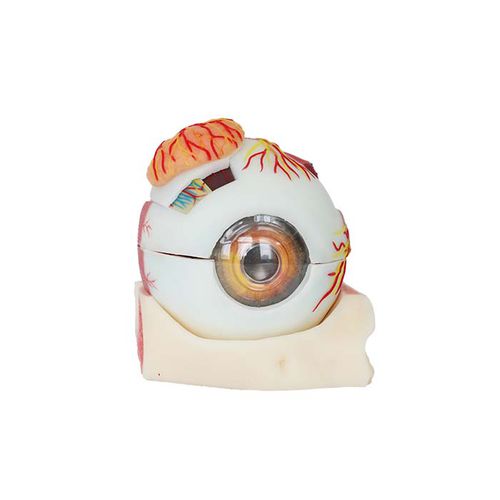 Modelo anatómico de ojo - SS 03 - MeiWo Science - de formación / hidrogel / con nervios