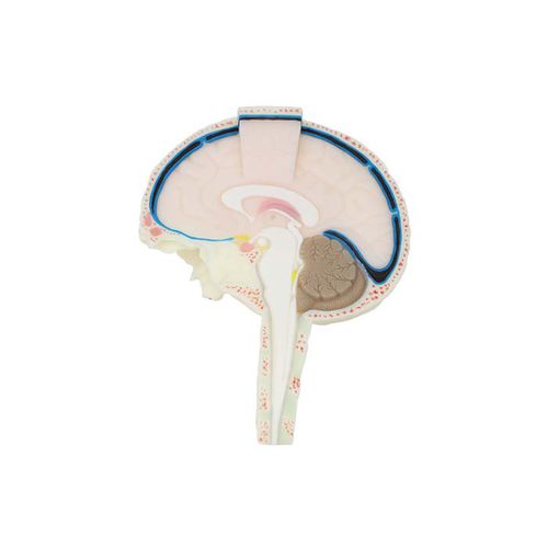 Modelo anatómico de cerebro - NS 08 - MeiWo Science - de formación / flexible
