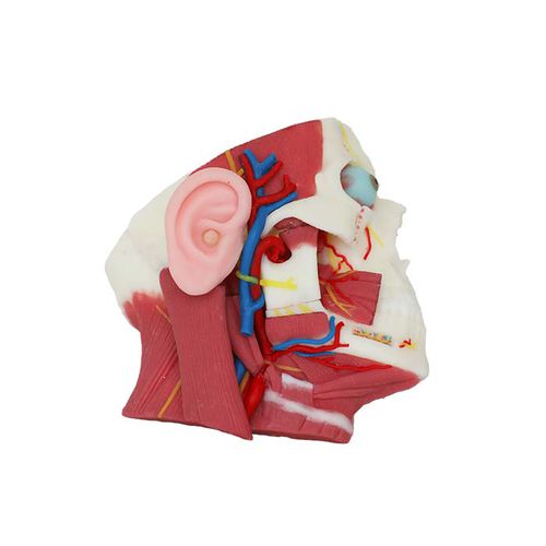 Modelo anatómico de cara - DS01 - MeiWo Science - de formación / con nervios / con vasos sanguíneos