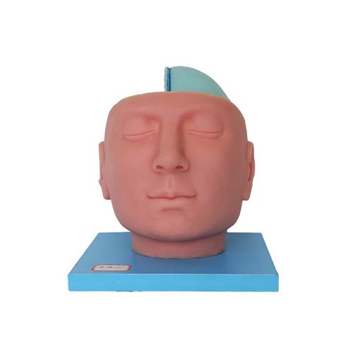 Modelo anatómico de cabeza - DS 14 - MeiWo Science - de cerebro / de formación / con nervios