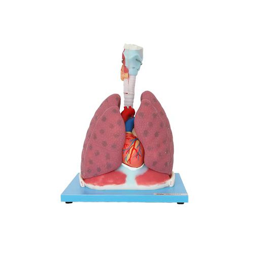 Modelo anatómico de corazón - RS 06 - MeiWo Science - de pulmón / de formación / flexible