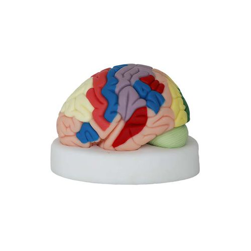 Modelo anatómico de cerebro - NS 04 - MeiWo Science - de formación / flexible