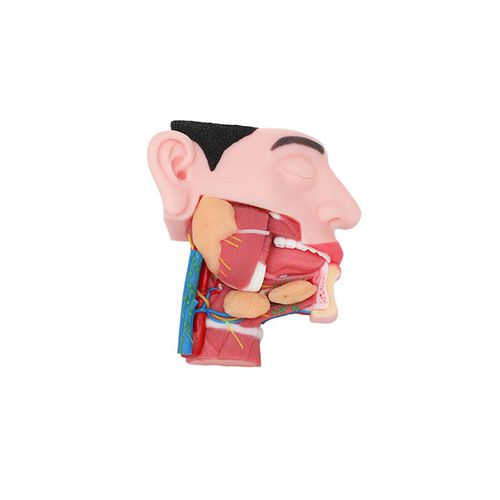 Modelo anatómico de mandíbula - TA 08 - MeiWo Science - de cabeza / de formación / con nervios