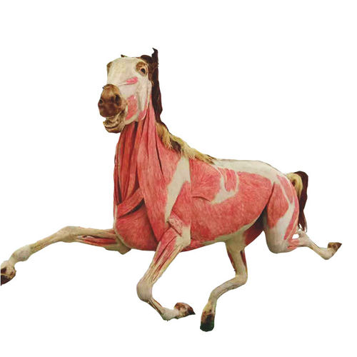 Modelo anatómico de cuerpo entero - MWDW-001 - MeiWo Science - veterinario / de caballo