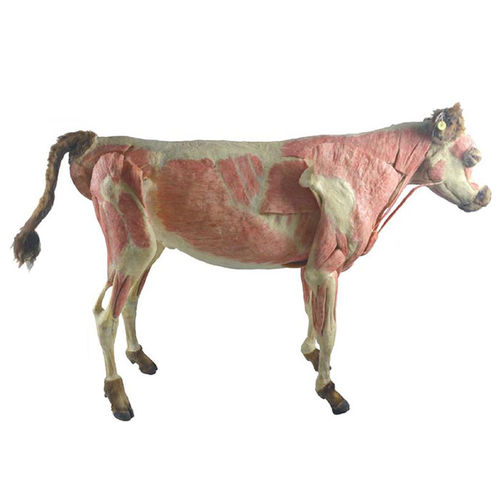 Modelo anatómico de cuerpo entero - MWDW-003 - MeiWo Science - veterinario