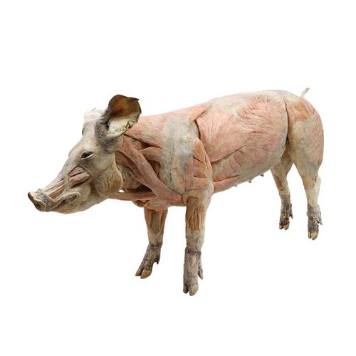 Modelo anatómico cuerpo - MWDW-006 - MeiWo Science - veterinario / cerdo