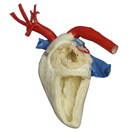 modelo anatómico de corazón - MeiWo Science