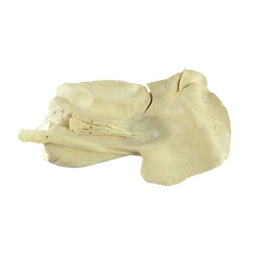 Modelo anatómico de hígado - MWDW-019 - MeiWo Science - veterinario / de formación / de caballo