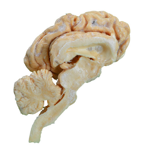 Modelo anatómico de cerebro - MWDW-024 - MeiWo Science - veterinario / de formación / de bóvido