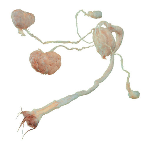 Modelo anatómico de sistema urinario - MWDW-025 - MeiWo Science - órgano genital masculino / veterinario / de formación