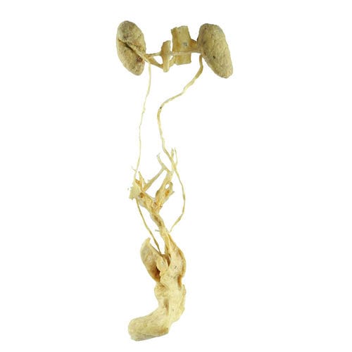 Modelo anatómico de sistema urinario - MWDW-025 - MeiWo Science - órgano genital femenino / veterinario / de formación