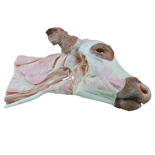 Modelo anatómico de cabeza - MWDW-027 - MeiWo Science - de cuello / veterinario / de formación