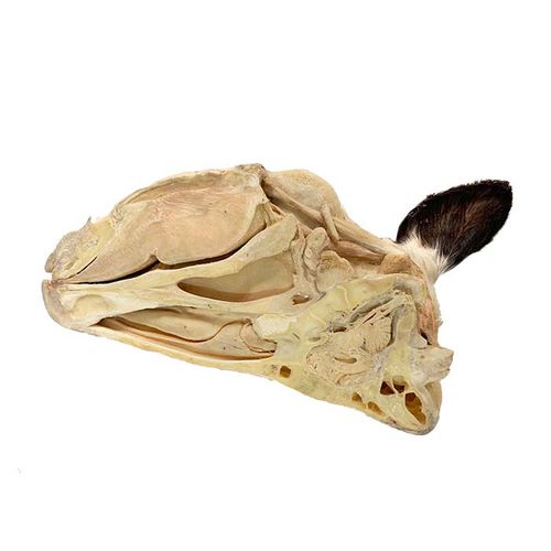Modelo anatómico de cabeza - MWDW-029 - MeiWo Science - de cuello / veterinario / de formación