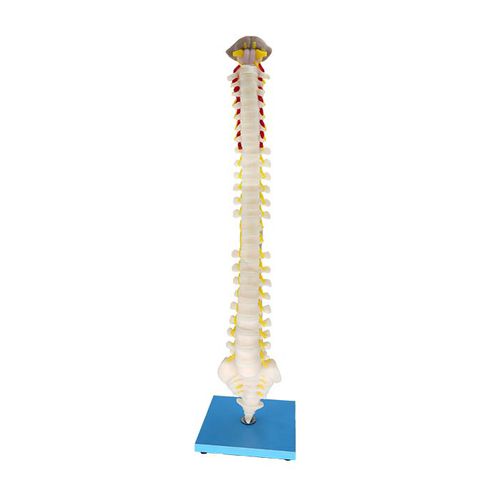 Modelo anatómico de vértebras - MeiWo Science - de médula espinal / de formación