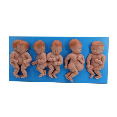 Modelo anatómico cuerpo - MeiWo Science - de formación / de bebé