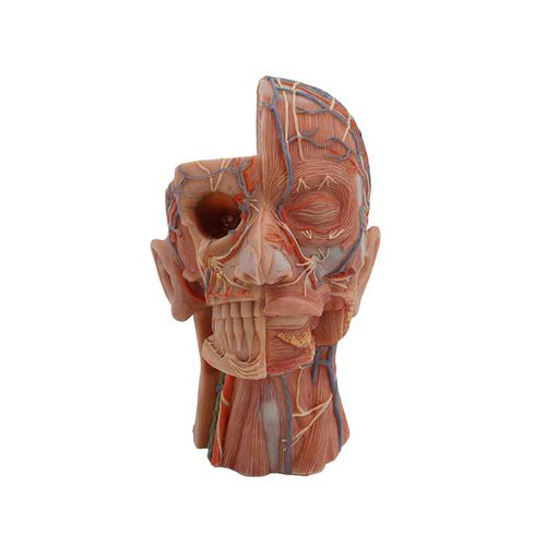 Modelo anatómico de cabeza - MeiWo Science - de cuello / de formación / de disección