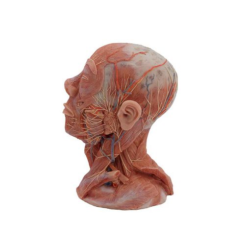 Modelo anatómico de cabeza - MeiWo Science - de cuello / de nervio / de vasos sanguíneos