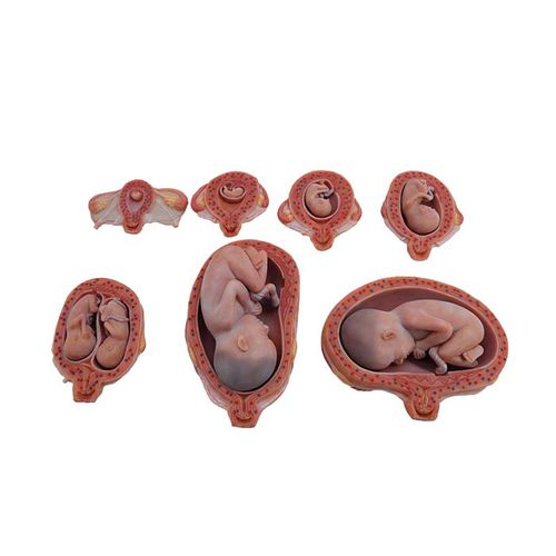 Modelo anatómico cuerpo - MeiWo Science - de formación / fetal