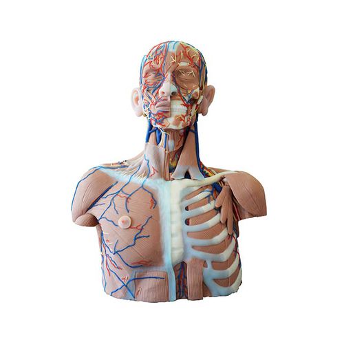 Modelo anatómico de cabeza - MeiWo Science - tronco / de cuello / de formación