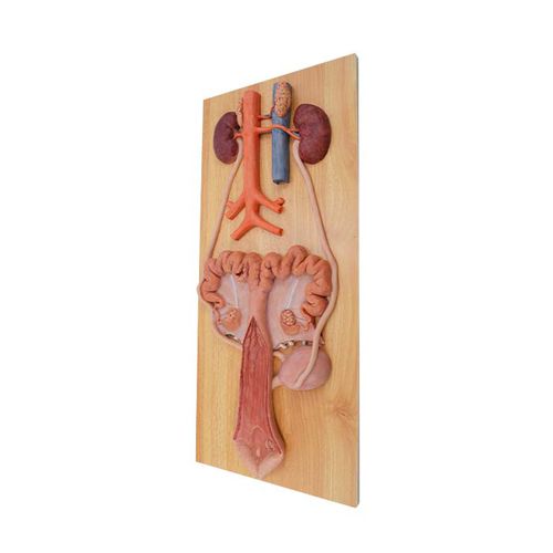 Modelo anatómico de sistema urinario - MeiWo Science - de formación / cerdo