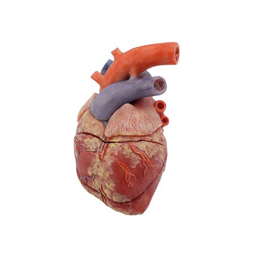 Modelo anatómico de corazón - MeiWo Science - de formación / cerdo