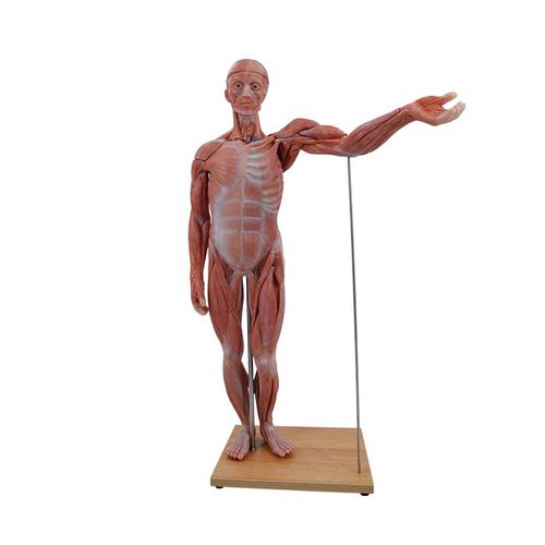 Modelo anatómico de cuerpo entero - MeiWo Science - de formación