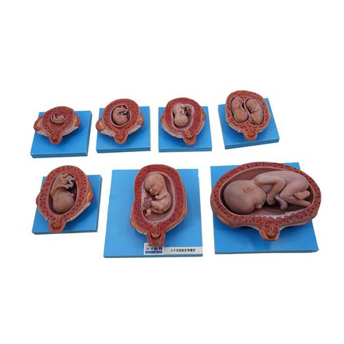 Modelo anatómico de cuerpo entero - MeiWo Science - de formación / fetal