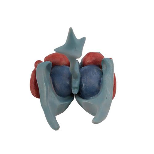 Modelo anatómico de cerebro - MeiWo Science - de formación