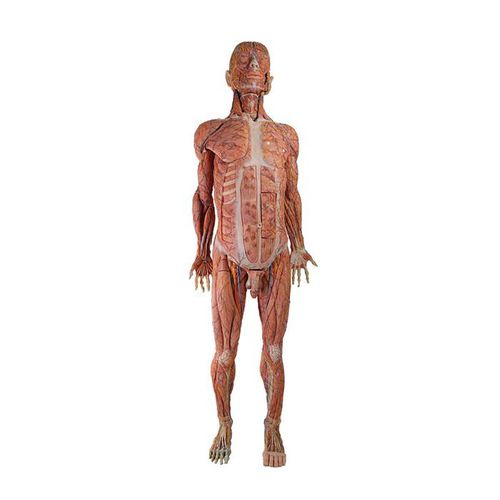 Modelo anatómico cuerpo - HZ-002 - MeiWo Science - de formación / de anastomosis