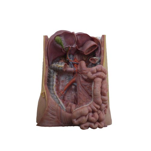 Modelo anatómico de arteria mesentérica - MeiWo Science - de formación / de silicona / flexible