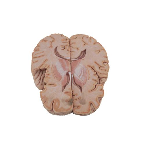 modelo anatómico de cerebro - MeiWo Science