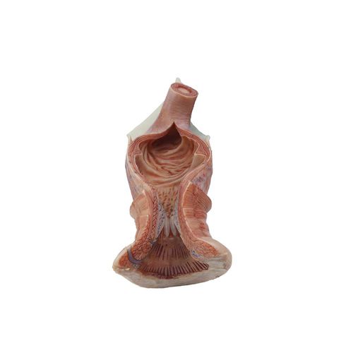 Modelo anatómico anal - MeiWo Science - de formación / de silicona