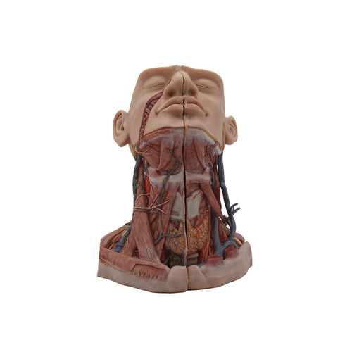 modelo anatómico de cabeza - MeiWo Science