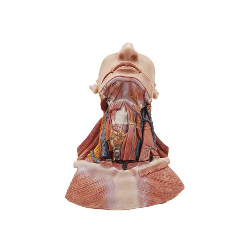 Modelo anatómico de cabeza - MeiWo Science - de cuello / de formación / de evaluación
