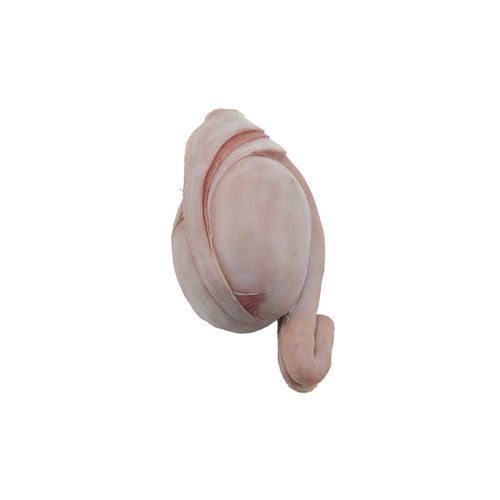 Modelo anatómico de testículo - HS-006 - MeiWo Science - de formación / de silicona