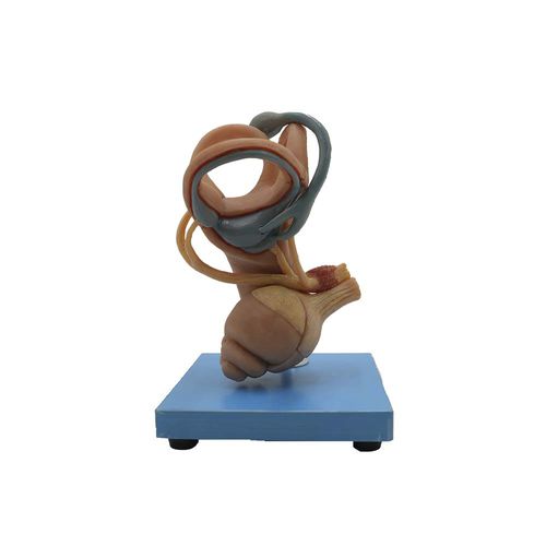 Modelo anatómico de oído interno - HG-001 - MeiWo Science - de conducto auditivo / de formación / de silicona