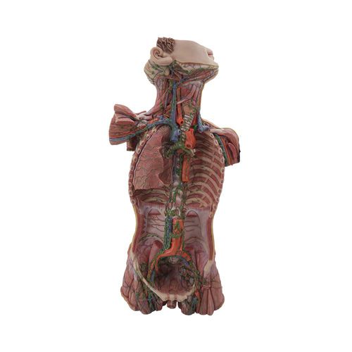 Modelo anatómico de sistema linfático - HM-004 - MeiWo Science - tronco / de formación / de silicona