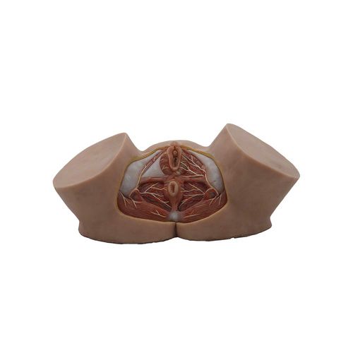 Modelo anatómico de pelvis - HS-004 - MeiWo Science - de formación / de silicona / con musculatura