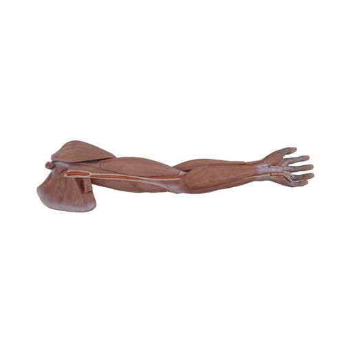 Modelo anatómico miembros superiores - MeiWo Science - de formación / de silicona / con musculatura