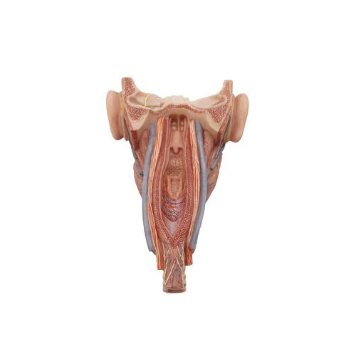 Modelo anatómico de faringe - HH-006 - MeiWo Science - de cara / de formación / de silicona