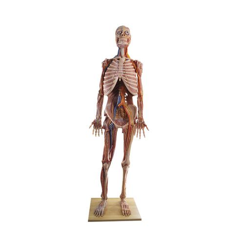 Modelo anatómico de cuerpo entero - HZ-001 - MeiWo Science - de formación / de silicona / con musculatura