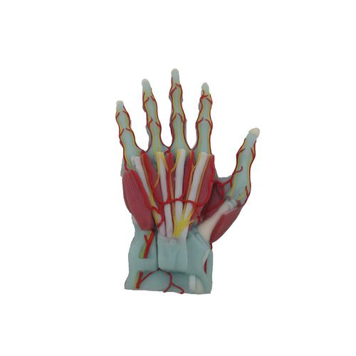 modelo anatómico de mano - MeiWo Science
