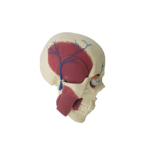 Modelo anatómico de cerebro - SL-018 - MeiWo Science - de cráneo / de formación / de silicona