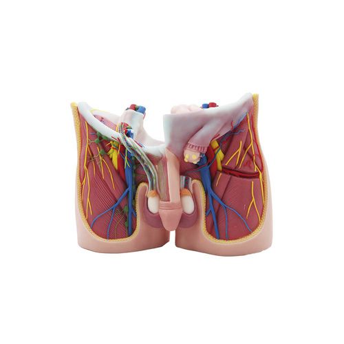 Modelo anatómico pélvico - MeiWo Science - de formación / de silicona / con musculatura