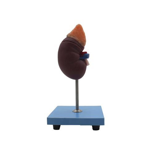 Modelo anatómico de riñón - SM-012 - MeiWo Science - de formación / de silicona
