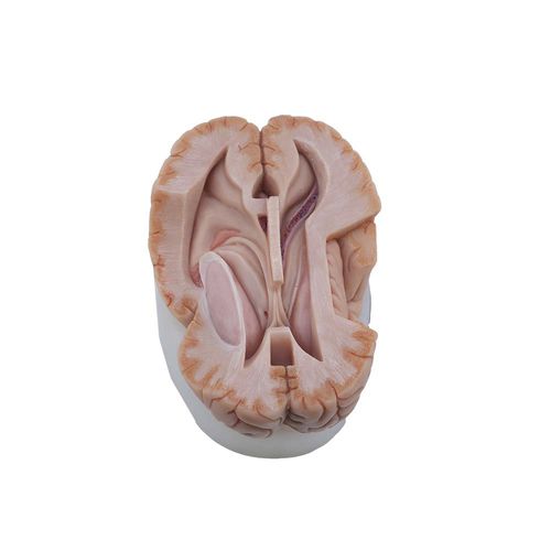 Modelo anatómico de cerebro - MeiWo Science - de formación / de silicona / rosa