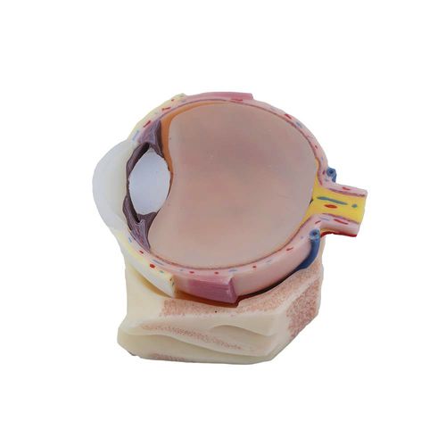 Modelo anatómico de ojo - MeiWo Science - de formación / de silicona / con vasos sanguíneos