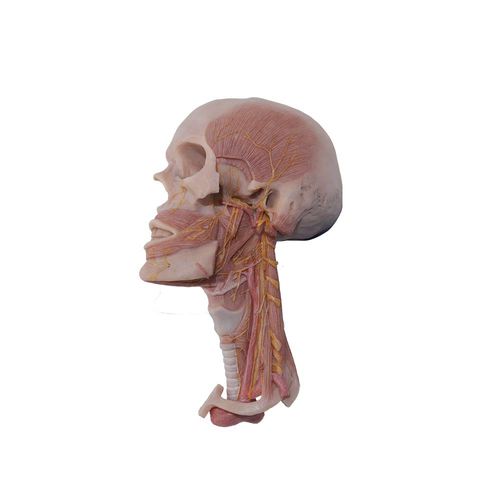 Modelo anatómico de cabeza - MeiWo Science - de cuello / de formación / de silicona